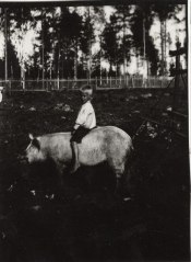 Poika ratsastaa sialla 1920-luvulla Mäntyharjussa. Kuva: Mäntyharjun museo.
